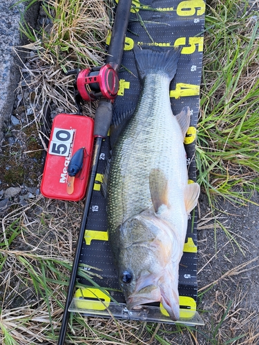 ブラックバスの釣果