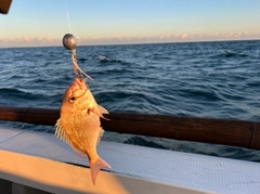 マダイの釣果