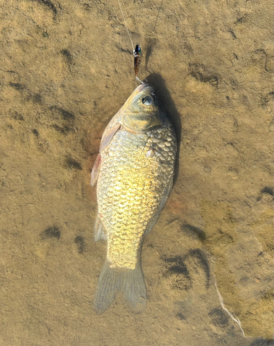 ヘラブナの釣果