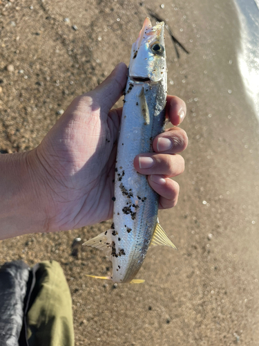 カマスの釣果