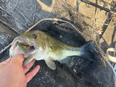 ラージマウスバスの釣果