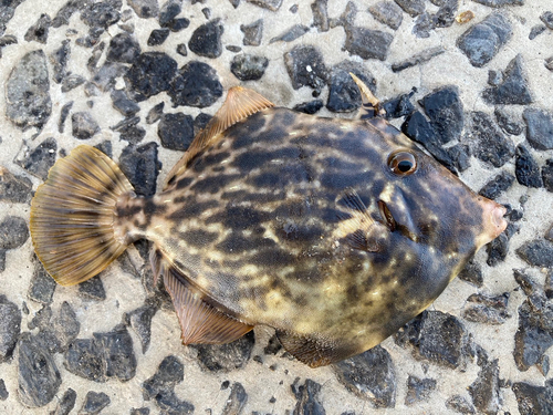 カワハギの釣果