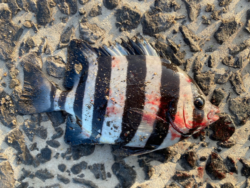 サンバソウの釣果