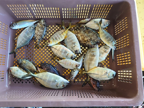 カイワリの釣果