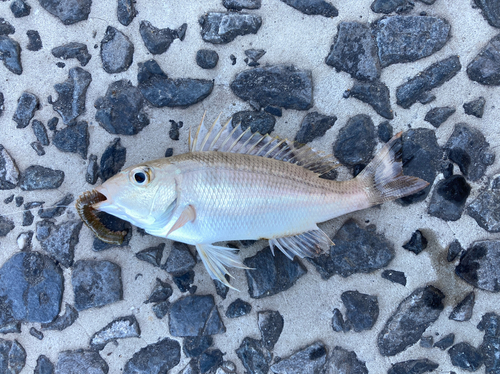 フエフキダイの釣果