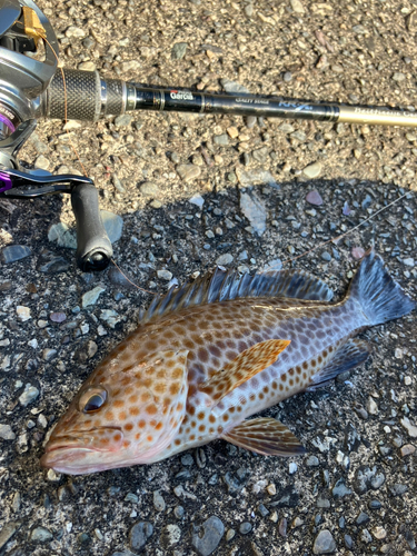 オオモンハタの釣果