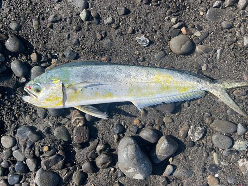 シイラの釣果