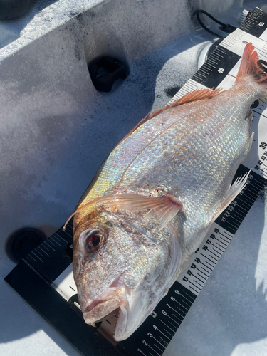 タイの釣果