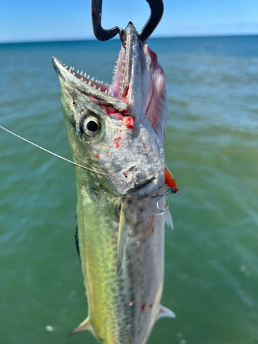 サゴシの釣果