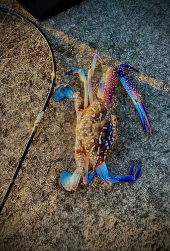 タイワンガザミの釣果