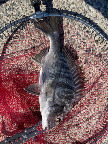 クロダイの釣果