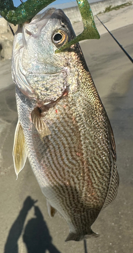 シログチの釣果