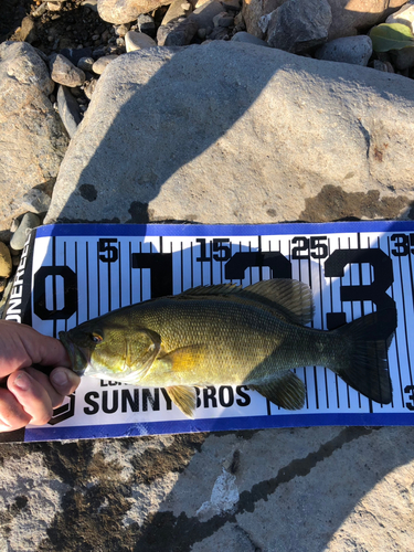 スモールマウスバスの釣果