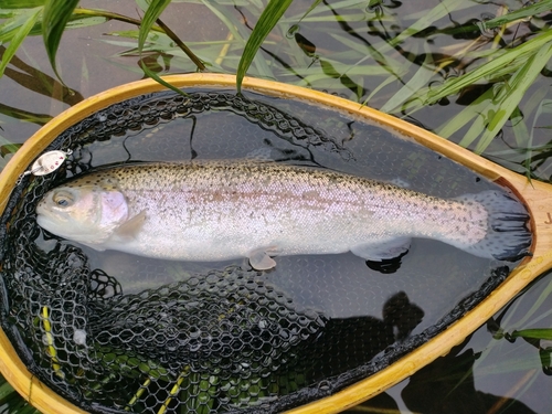 ニジマスの釣果