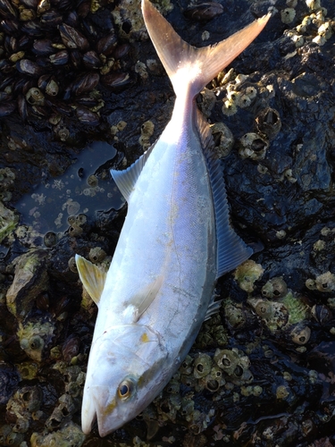 ネイリの釣果