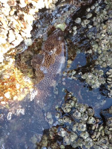 オオモンハタの釣果