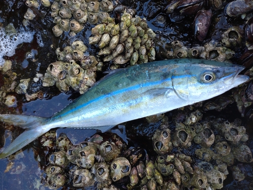 ツムブリの釣果