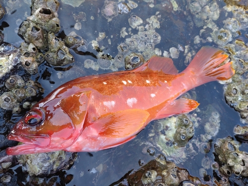 アカハタの釣果