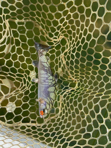 ニジマスの釣果