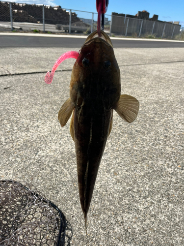 マゴチの釣果