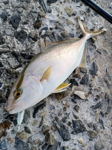 カンパチの釣果