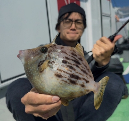 カワハギの釣果