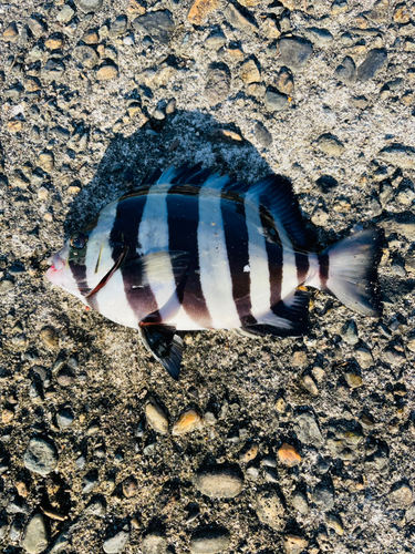 シマダイの釣果