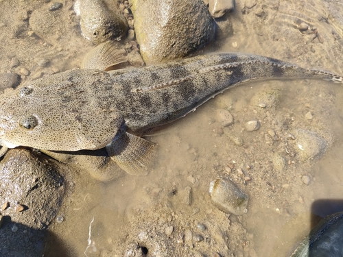 マゴチの釣果