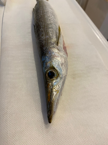 カマスの釣果