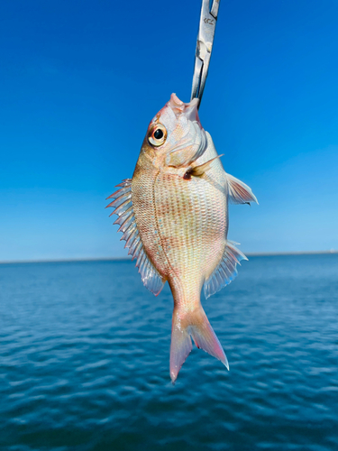 チャリコの釣果