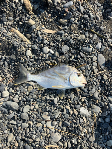 ヘダイの釣果