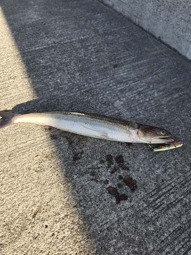 サゴシの釣果