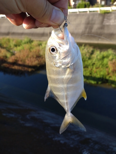 メッキの釣果