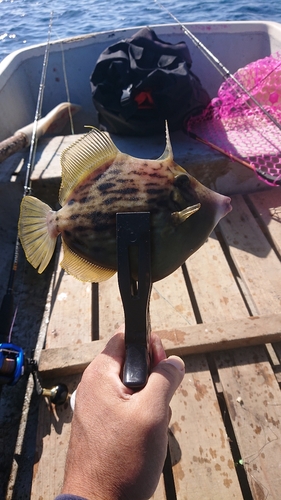 カワハギの釣果