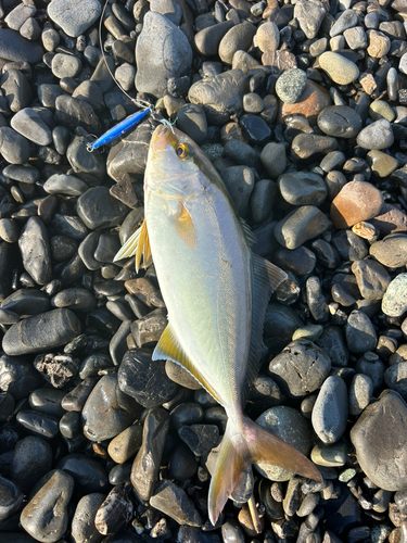 ショゴの釣果