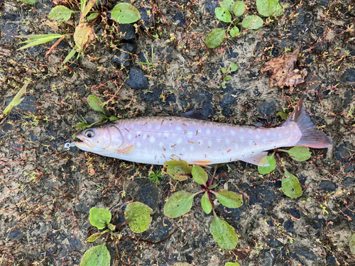 アメマスの釣果