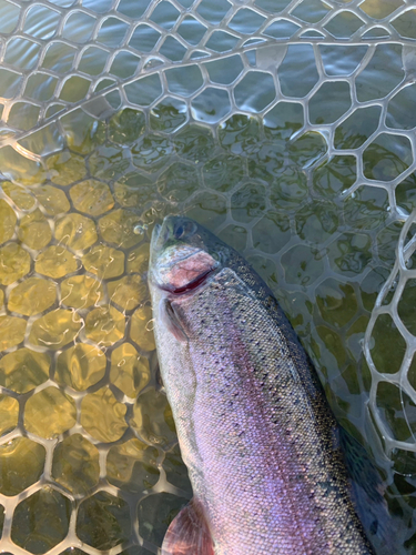 ニジマスの釣果