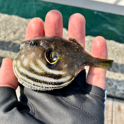 サザナミフグの釣果