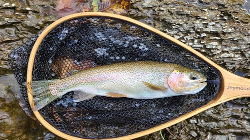 ニジマスの釣果