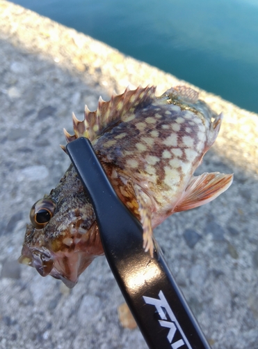 カサゴの釣果