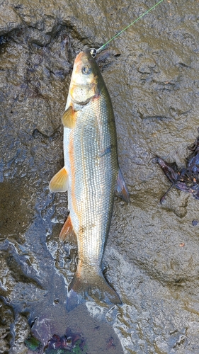 ウグイの釣果