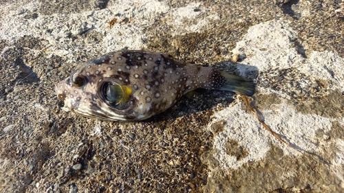 サザナミフグの釣果