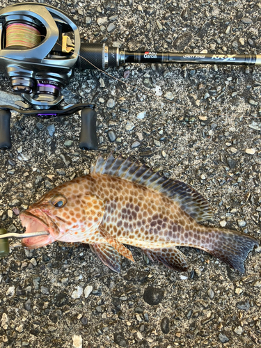 オオモンハタの釣果