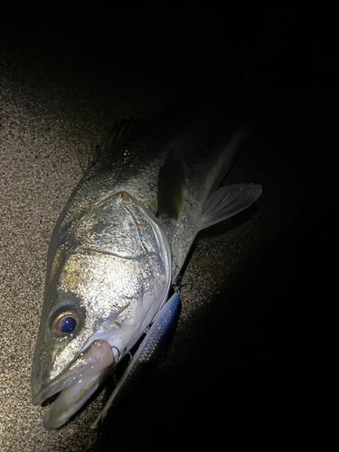 スズキの釣果