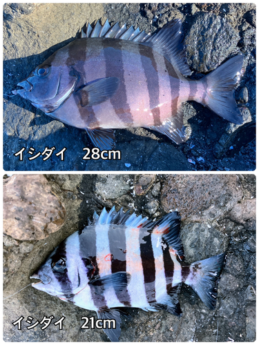 イシダイの釣果