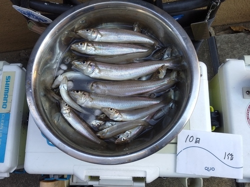 シロギスの釣果