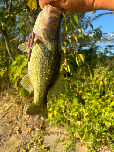 ブラックバスの釣果