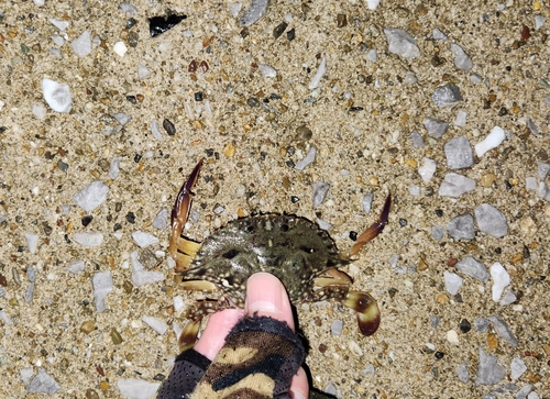 カニの釣果