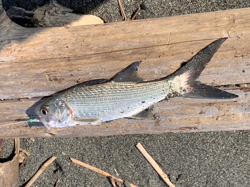 ツバメコノシロの釣果