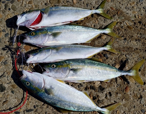 ワカシの釣果